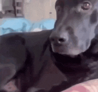 狗子发现自己的腿动不了了,吓得眼神都变得清澈了:我的手死了?