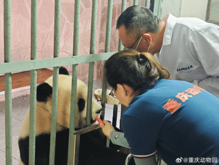 巨大的熊猫“ Yuke”以高频重庆动物园通知传播到