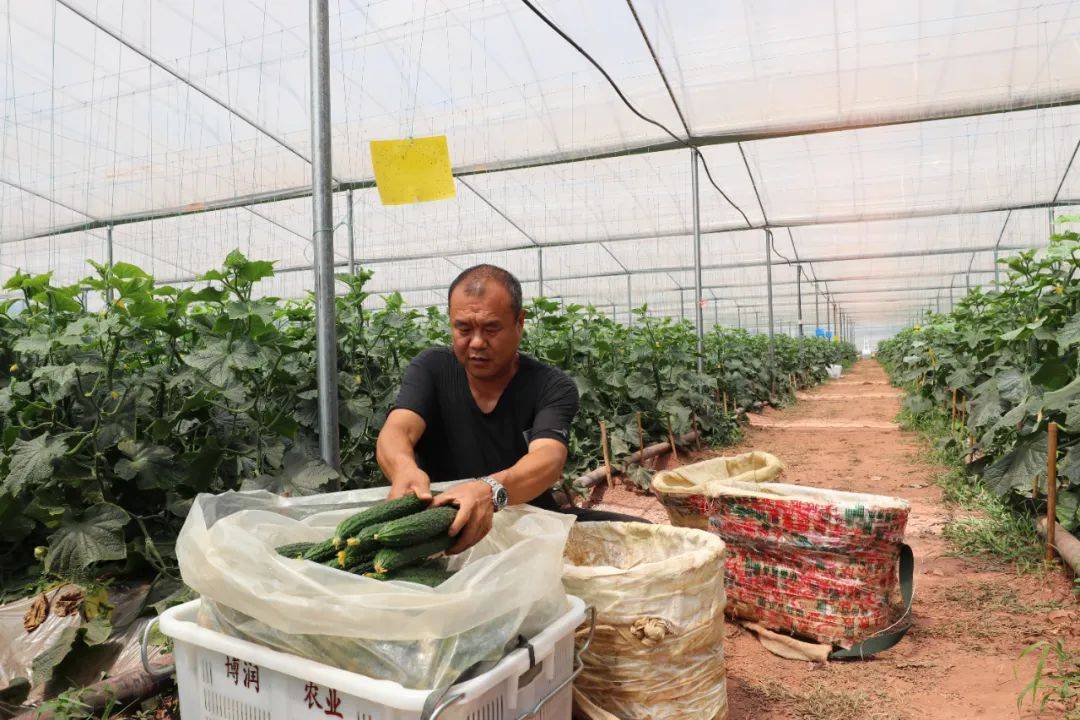开云体育官网弥渡：蔬菜畅销 农民增收(图3)