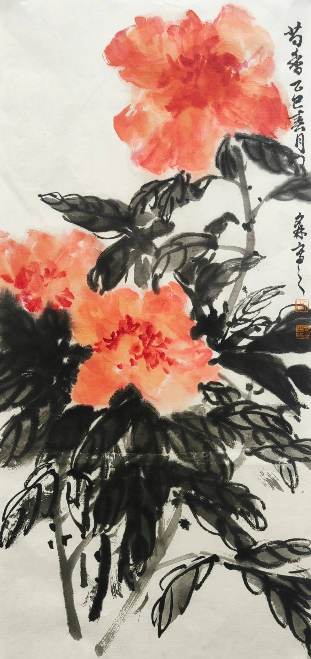 快看,亳州又一波芍花来了,另一种美!