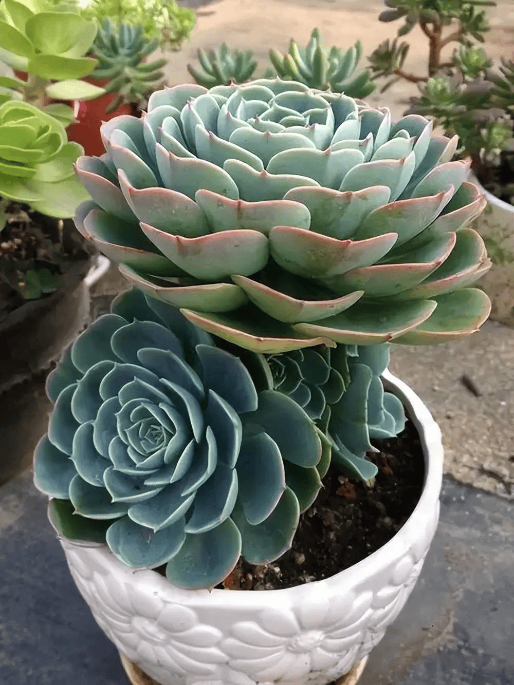 被拉下神坛的5种多肉植物,每一种都让人又爱又恨,你养过几种?
