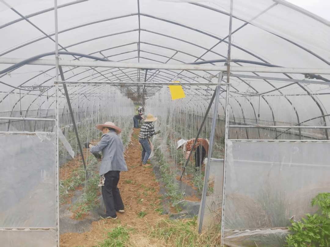 感恩之城正奋进 大方县马场镇：大棚蔬菜水果种植“钱”景好开云体育(图4)