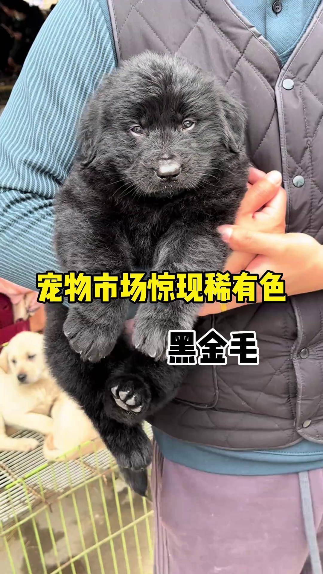 偶遇一只稀有色黑金毛黑金毛 金毛 平毛巡回猎犬 萌宠出道计划 狗市