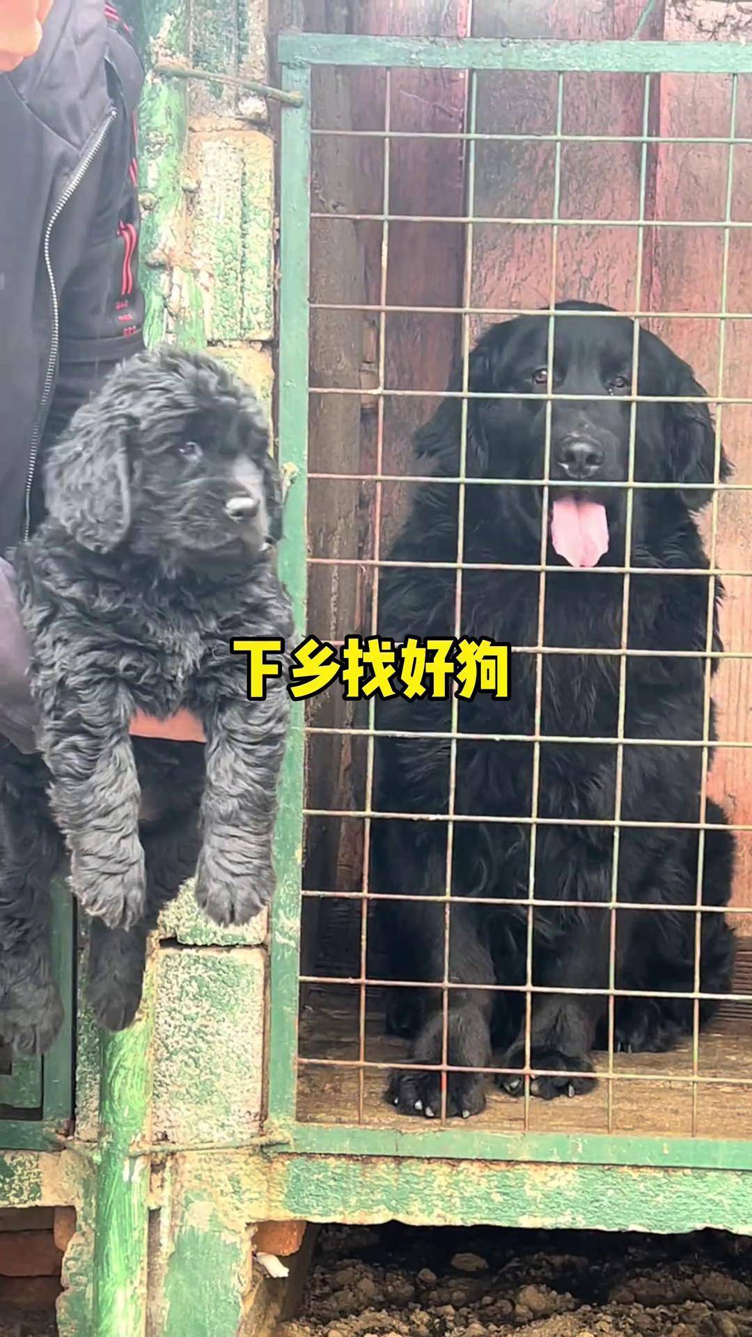 下乡找金毛,意外收获小黑毛金毛 黑金毛 平毛寻回猎犬 萌宠出道计划
