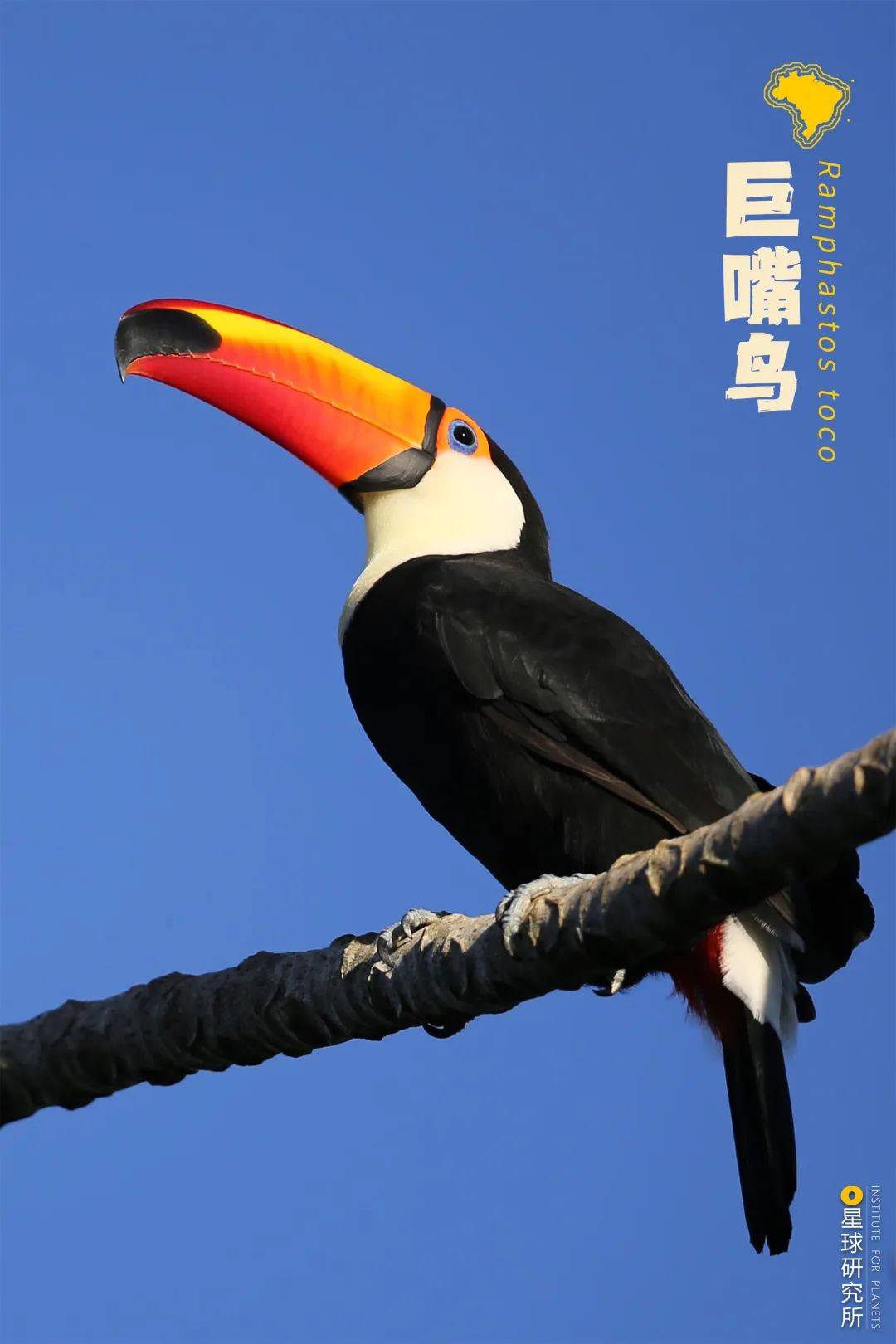 巴西代表动物