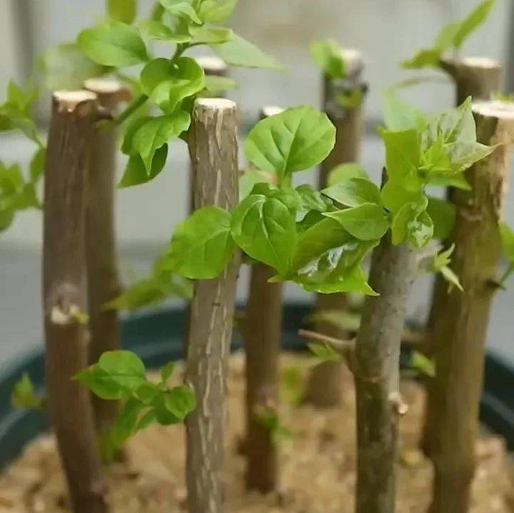 五月扦插黄金期!这 8 种花插枝就活,当年开花爆成球 !_cm_枝条_叶片