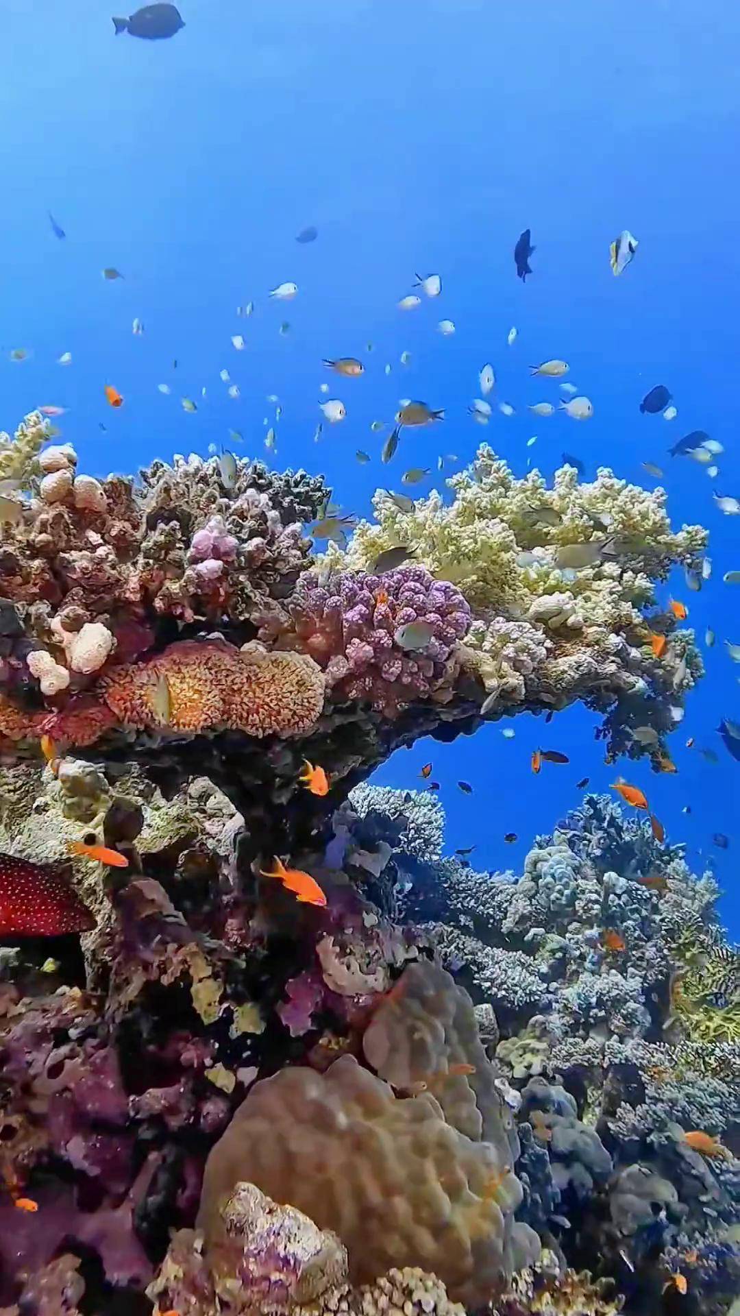 风景如画的地方,蓝色治愈系海底世界孕育着五彩斑斓的珊瑚礁鱼群一起