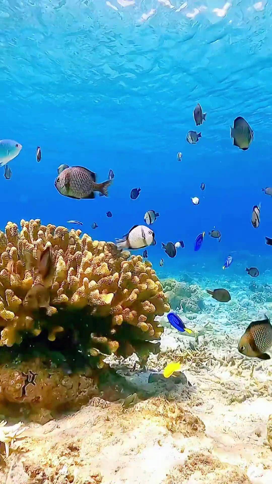 奇妙的海洋生物 海底真实视频 蓝色治愈系 世界不能没有干净的海洋