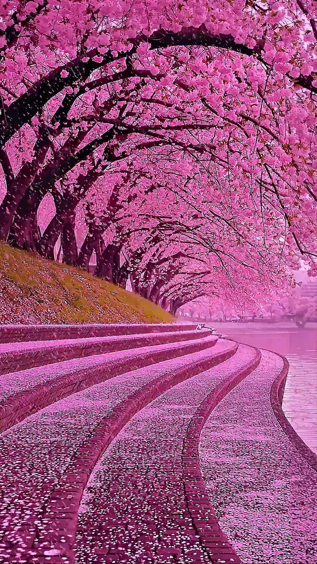 这么浪漫的樱花雨,当然要分享给你看啦!樱花雨 治愈系风景