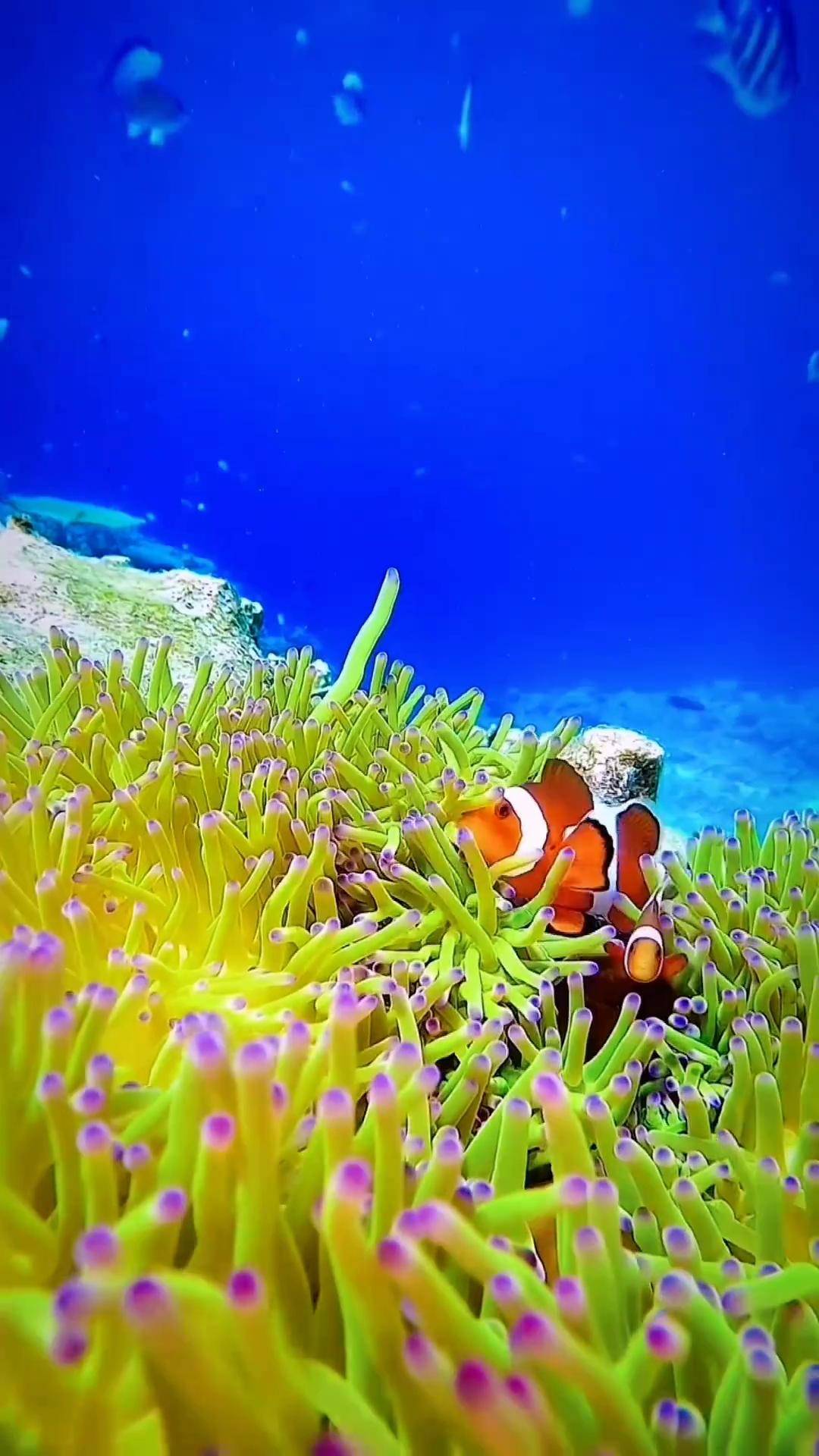 的朋友一起看看海底世界 一起探索奇趣自然 神奇的海洋生物蓝色治愈系