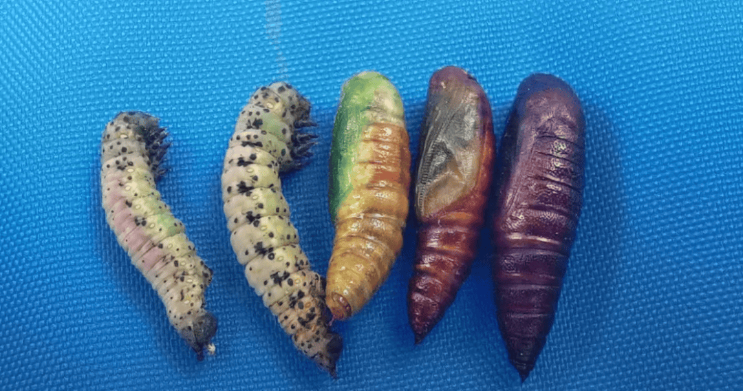 北京今年"吊死鬼"更多了?专家回应