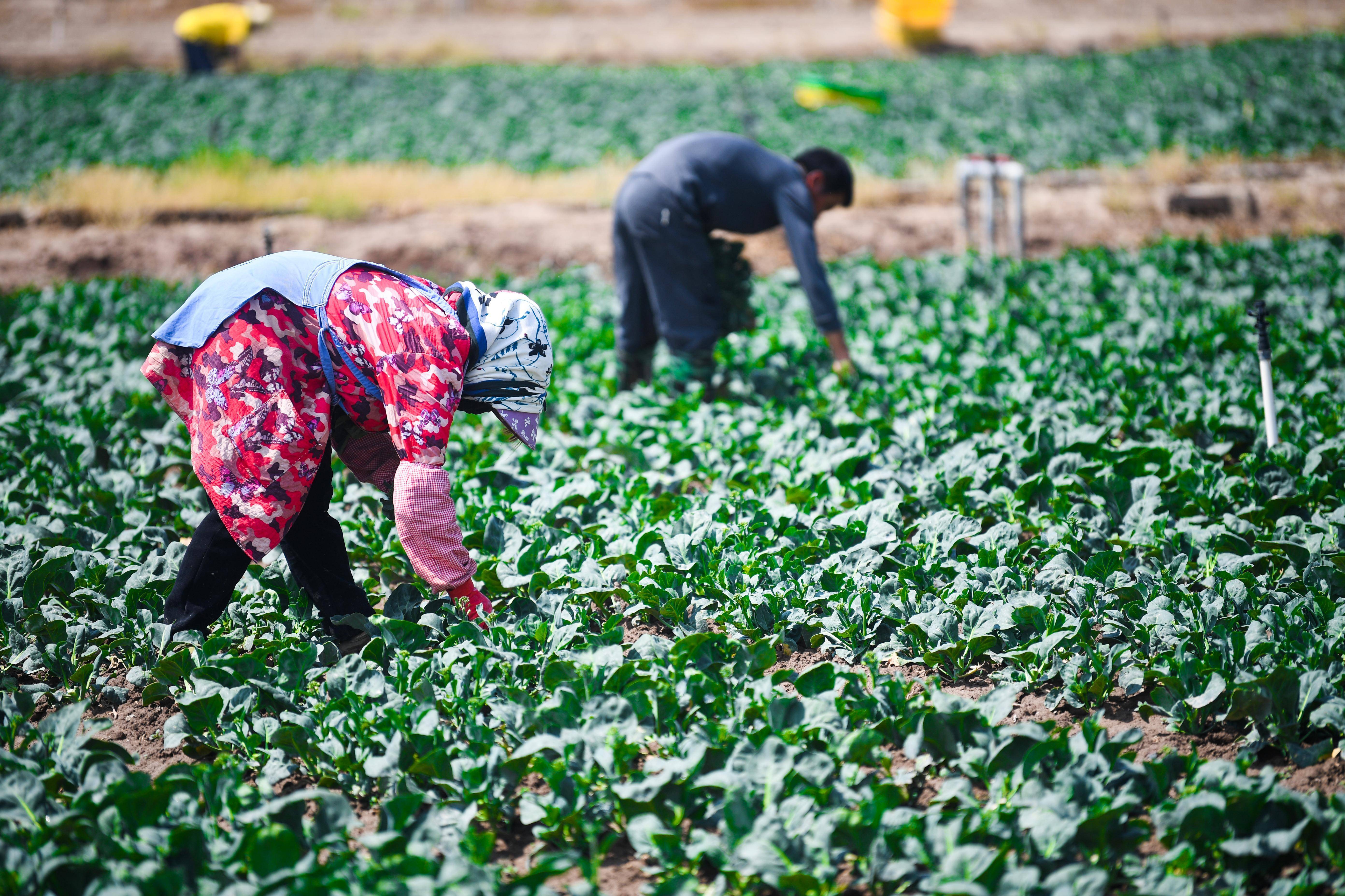 千亩翡翠田"流"向大湾区餐桌​