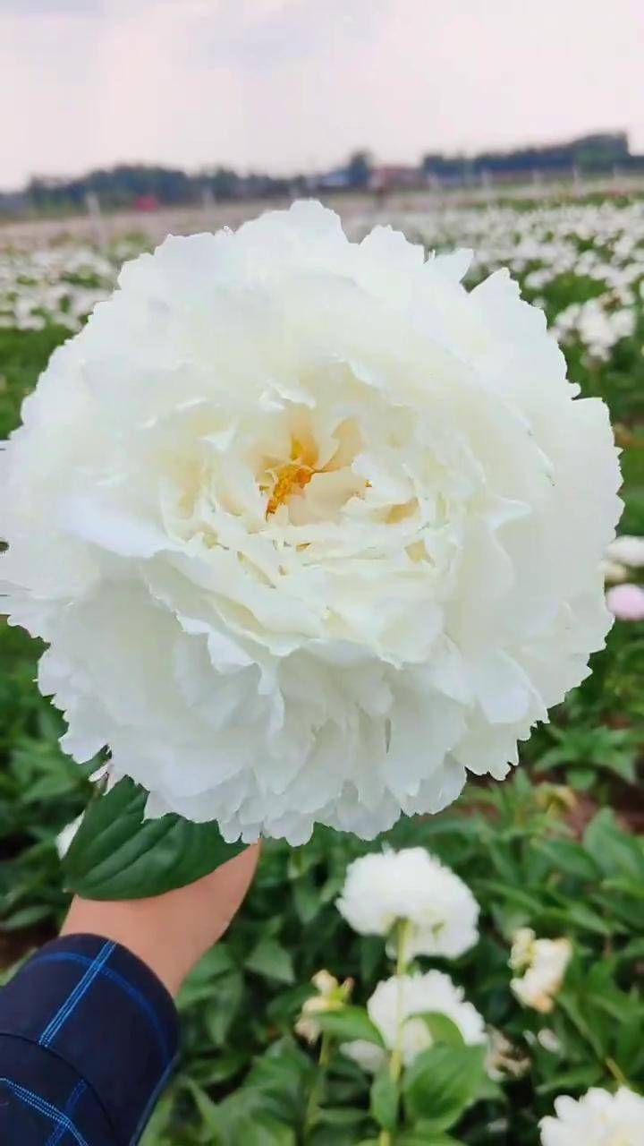 奶油碗来袭喜欢养花的人在哪里美的火三月奶油碗芍药芍药菏泽芍药