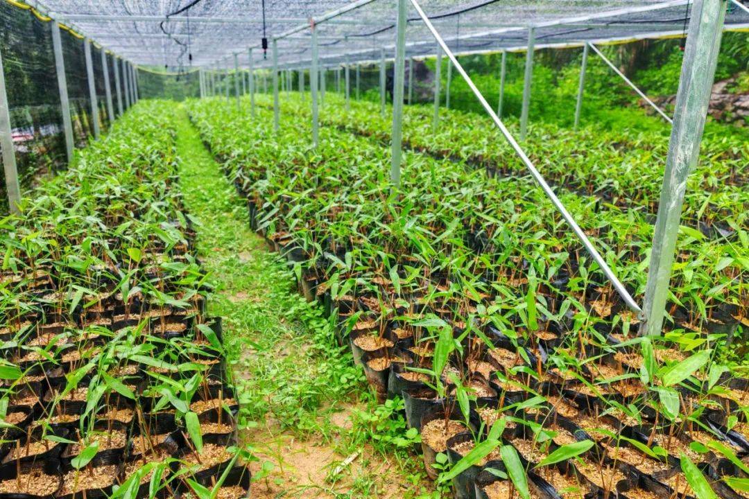 遂昌北界镇:箬叶种苗繁育解锁乡村振兴"共富密码"