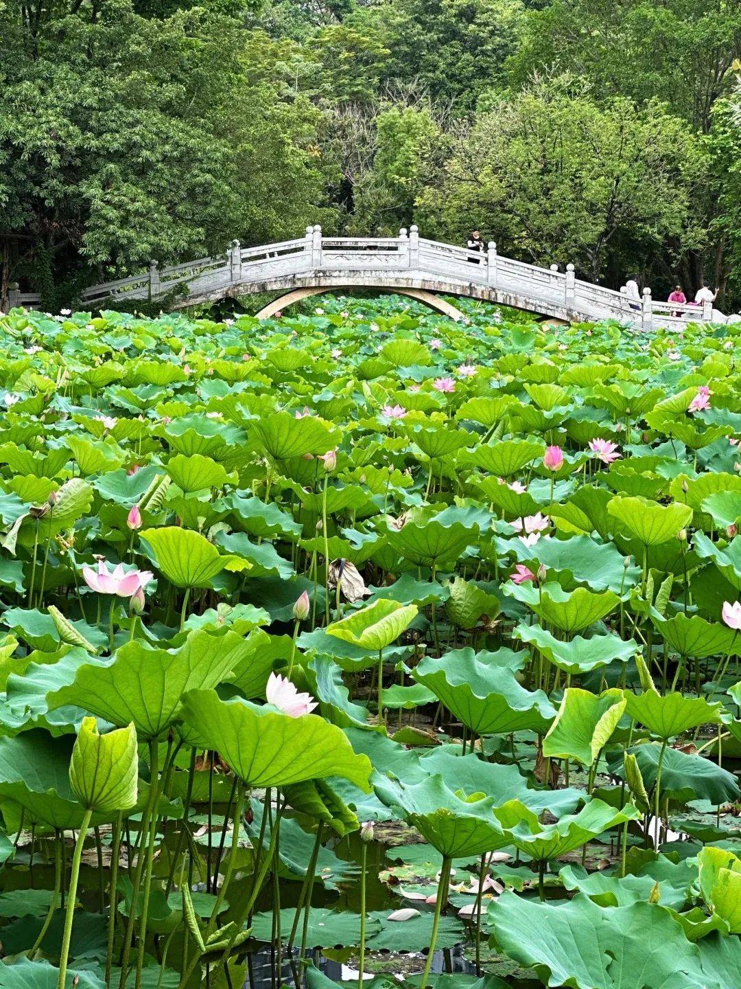 深圳洪湖公园荷花开的怎么样了?今年有荷花展吗?最新消息来了!