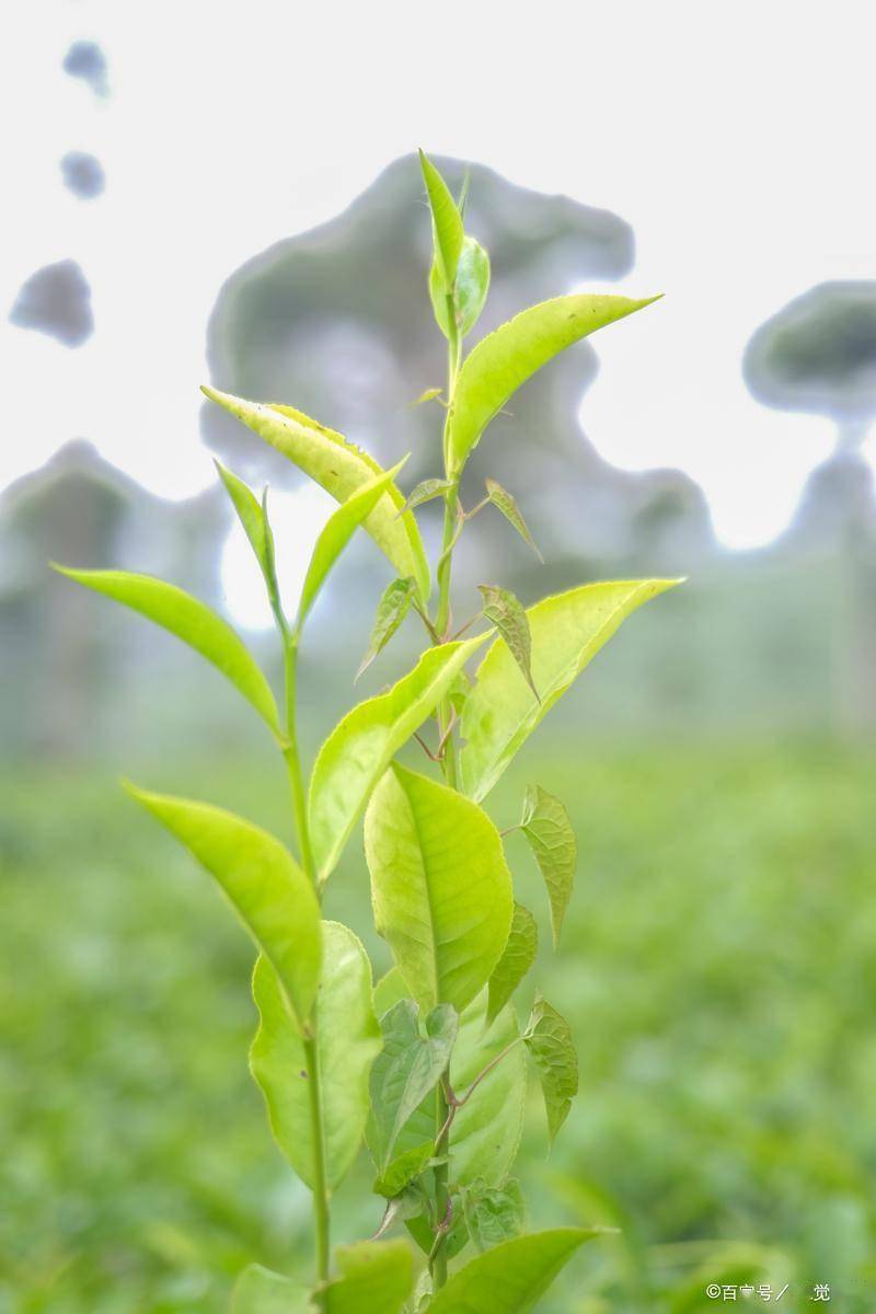 夏天一定要喝这种茶,皮肤的"天然防腐剂",越喝状态越好