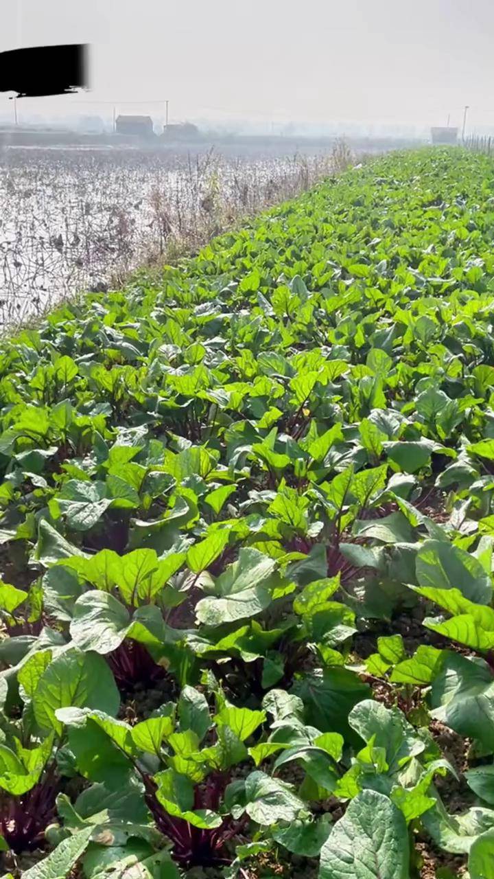营养丰富,富含花青素,凉拌热炒腌酸菜都特别美味阳台花盆小院均可种植