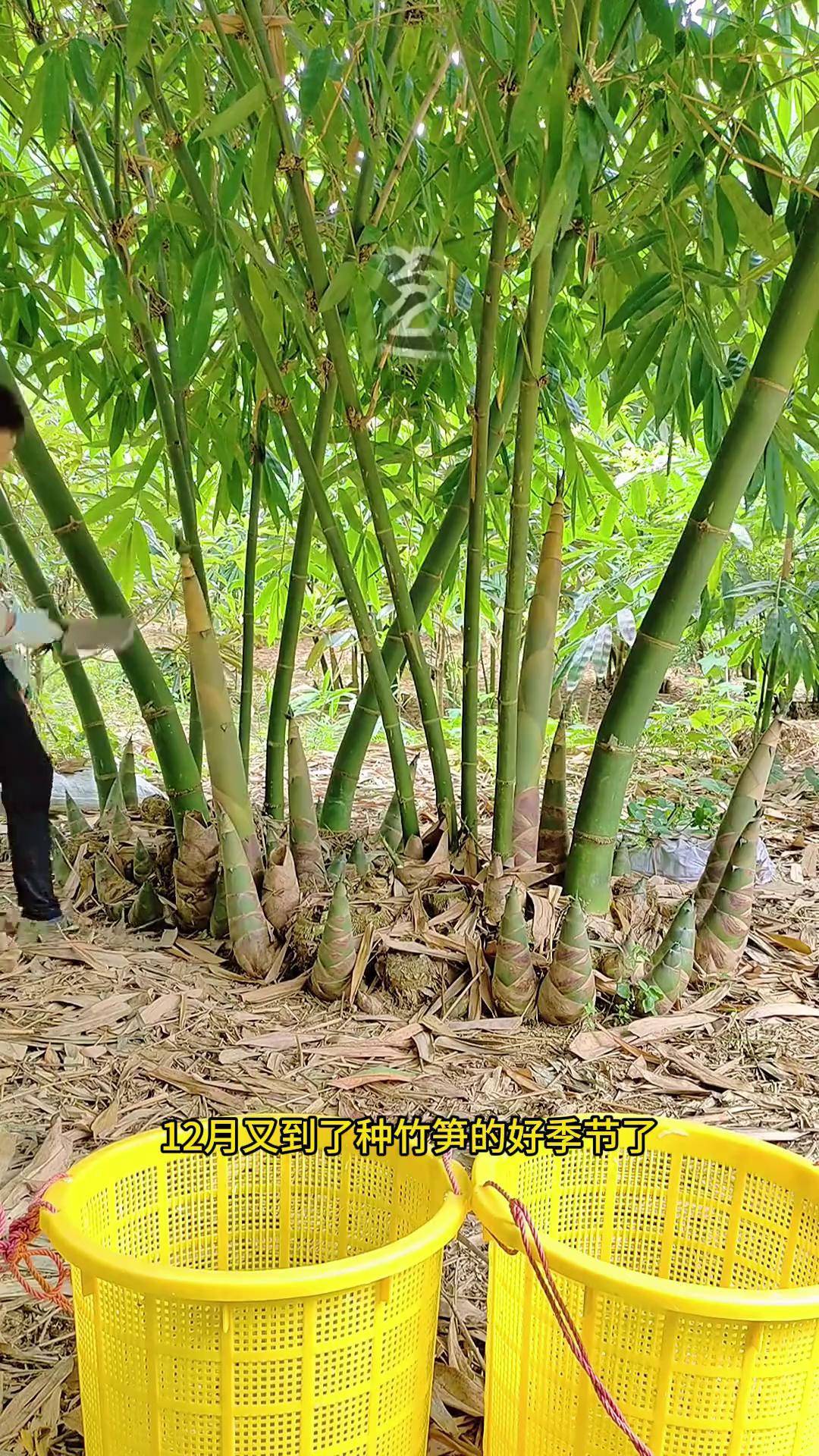 巨龙竹 大型从生竹 巨龙竹种子苗 竹制品 新鲜竹