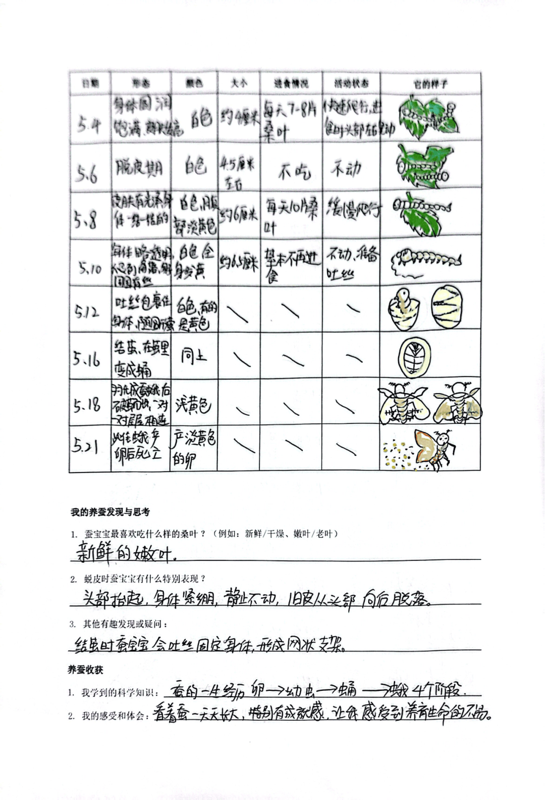 用生动的文字记录了蚕宝宝的生活习性和自己的观察感受