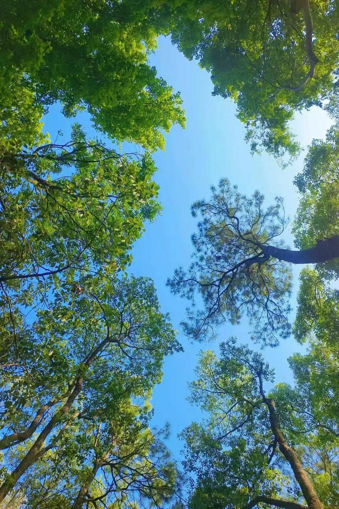 每一棵树都似在诉说自然的密语提醒着我们在喧嚣之外还有这般宁静