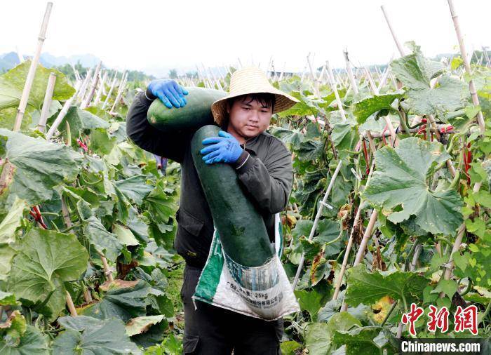 亭林雪瓜基地乡村行·看振兴）广西宁明黑皮冬瓜成增收致富“金瓜瓜”