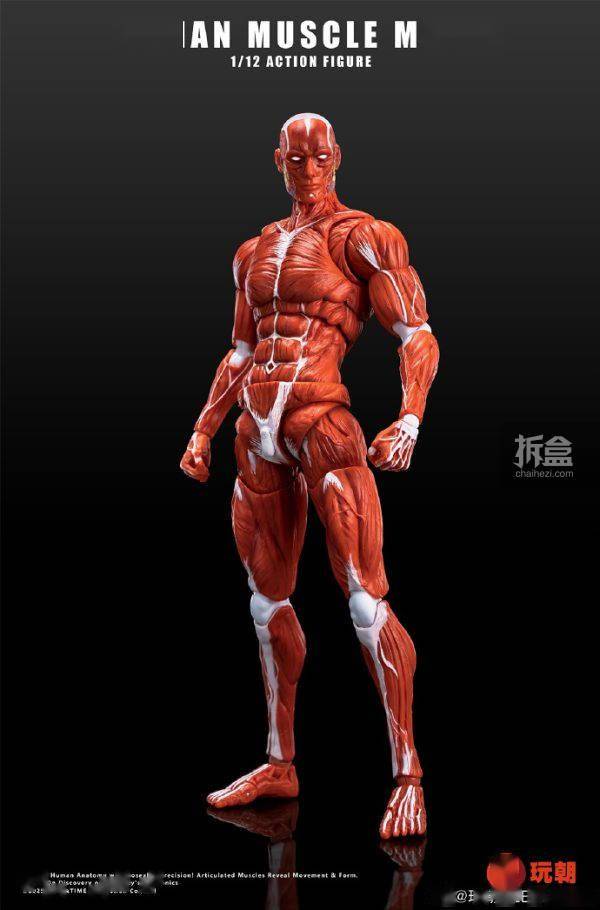 玩朝玩具1/12 肌肉人红色灰色可动人偶拆盒网_搜狐网