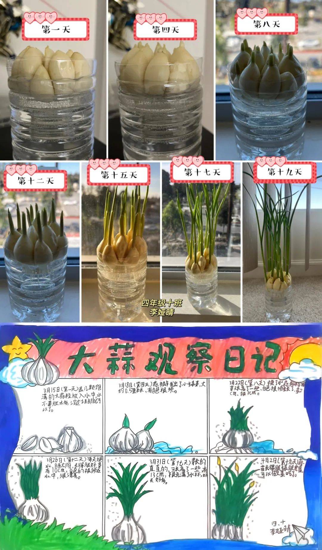 学生对"栽蒜苗"活动兴致勃勃,数据的收集,整理,分析的过程主动又真实