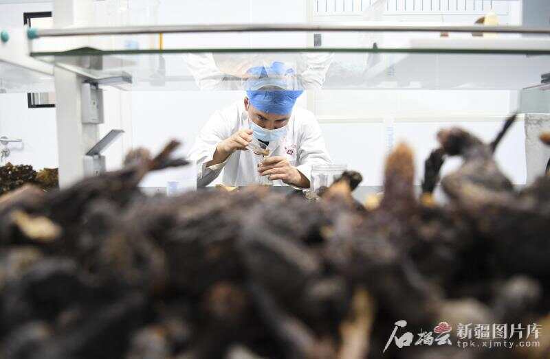 环着沙漠看新疆丨沙漠植物变“护肤宝物”