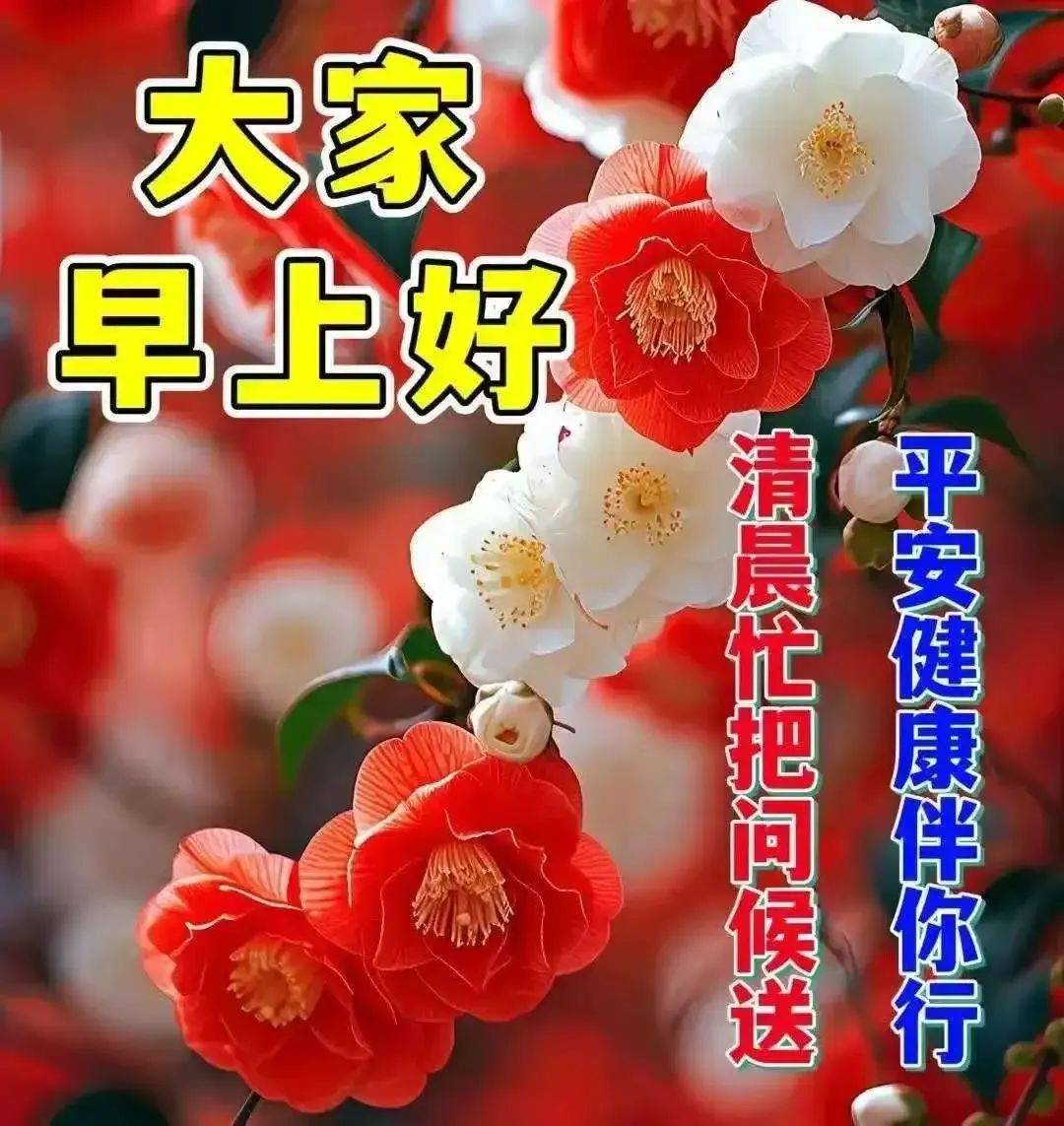 10张特漂亮的大家早上好图库,清晨,愿你与美好同行!