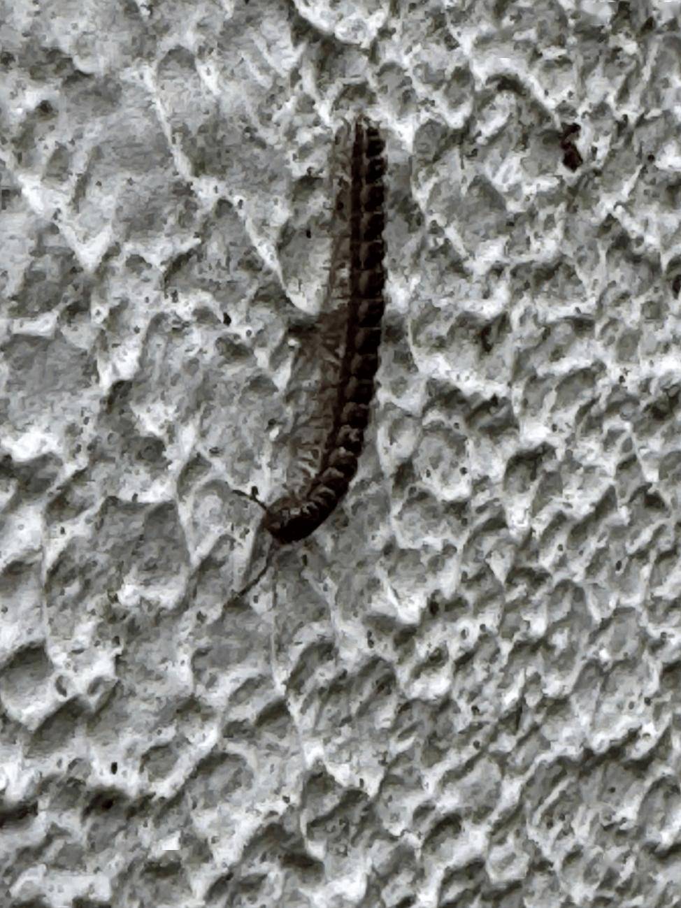 桥头人,你家有被它"入侵"吗?