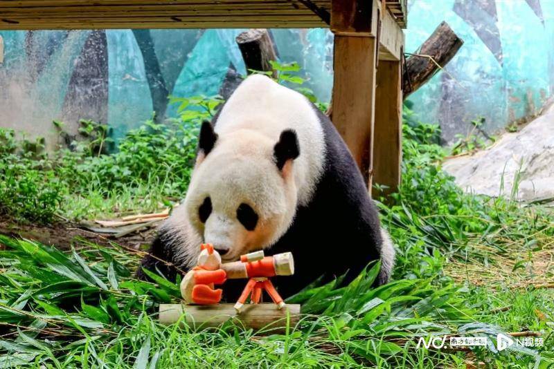 熊猫爸爸“家和”过第一个父亲节，收到礼物“望远镜”