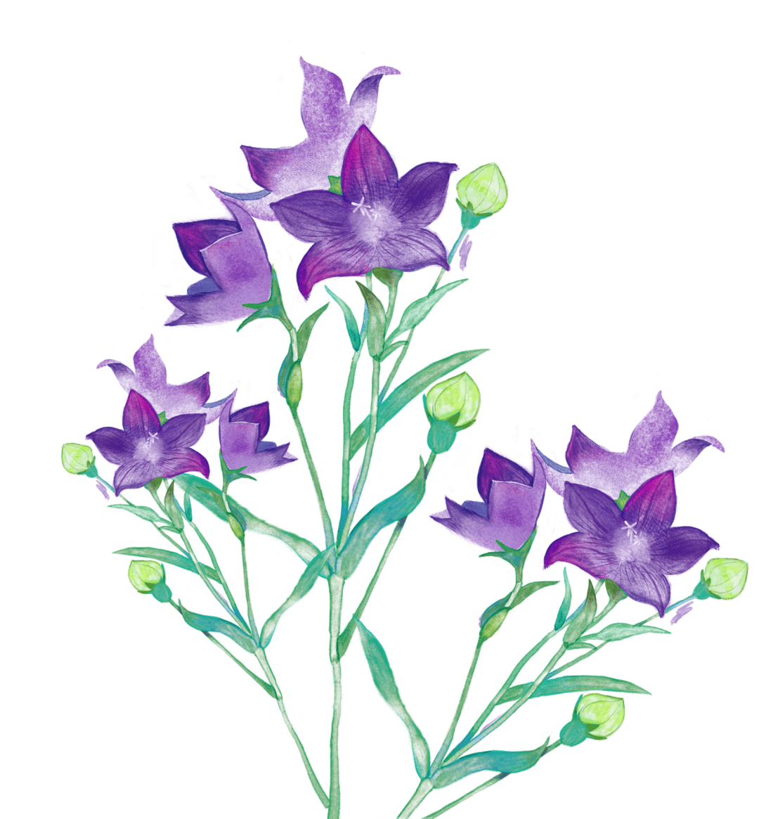 东北狗宝咸菜,桔梗的美味变身