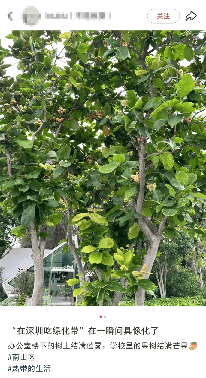 深圳莲花山公园出现大量莲雾！网友称“根本捡不完！”官方提醒