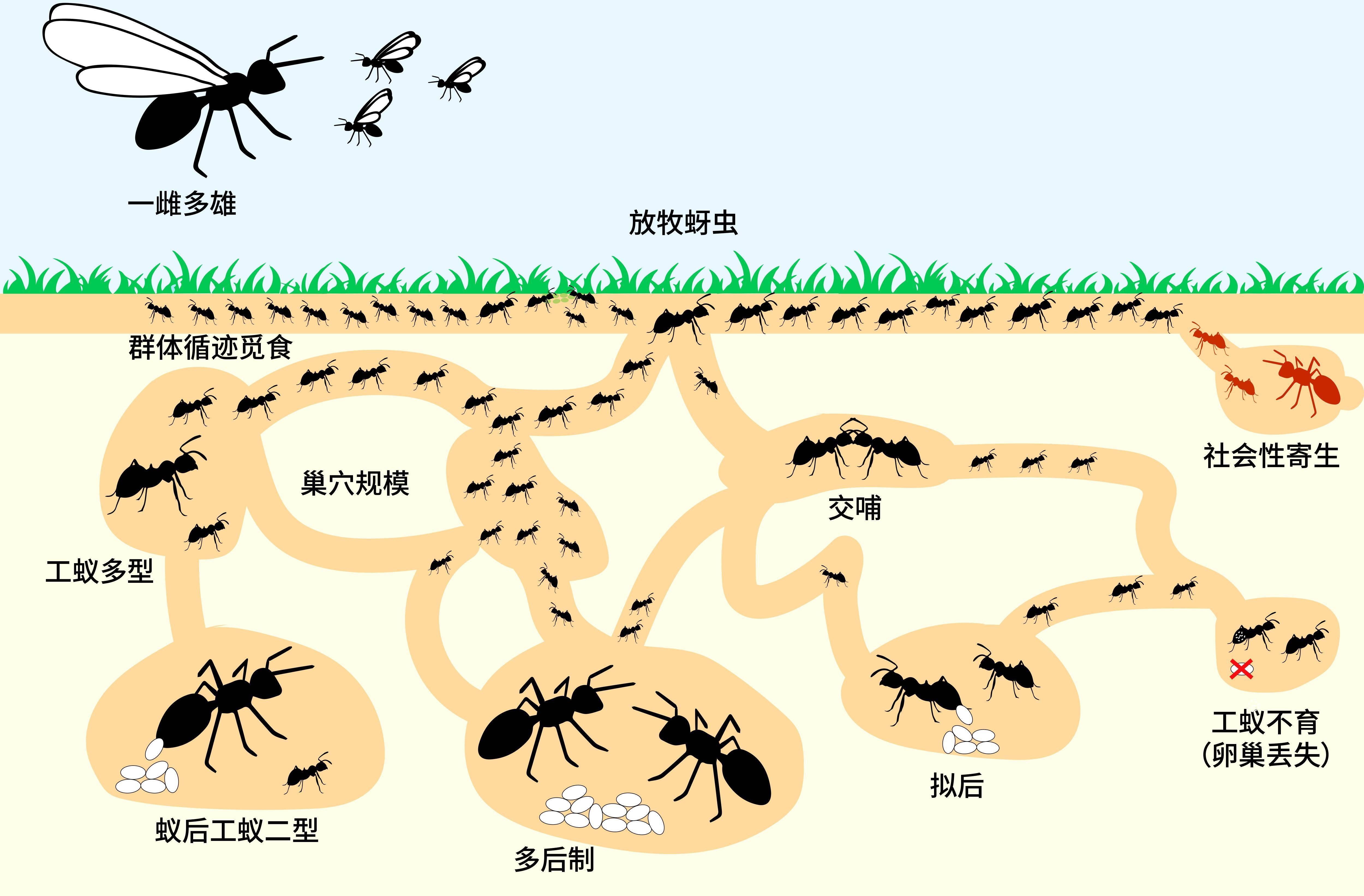 蚂蚁为什么在演化上会如此成功?解码蚂蚁帝国