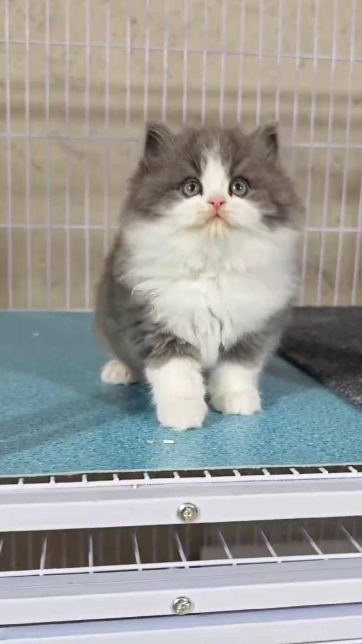 蓝白长毛高地 盐城 蓝白高地 长毛蓝白 蓝白长毛 长毛猫