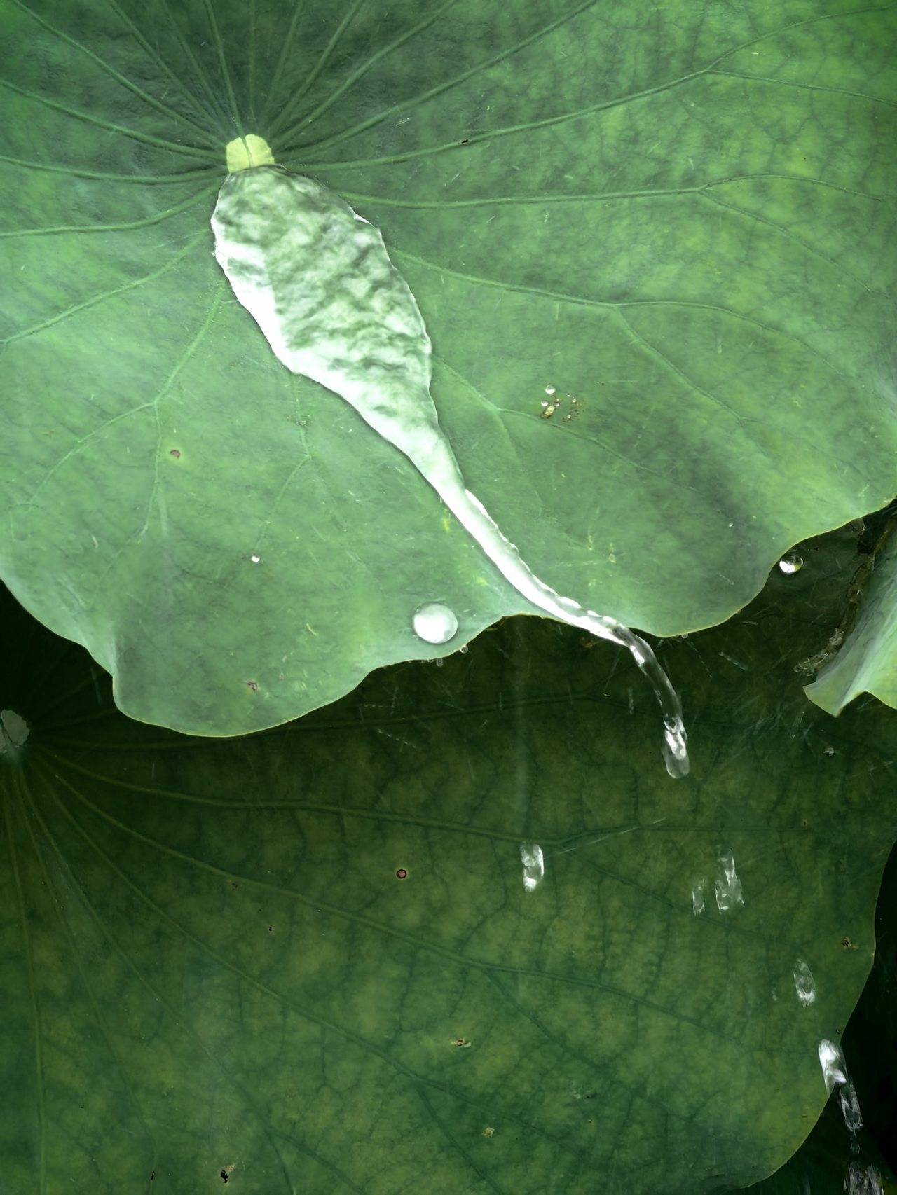 晚潮|夏雨敲荷,每一滴都是千年诗意