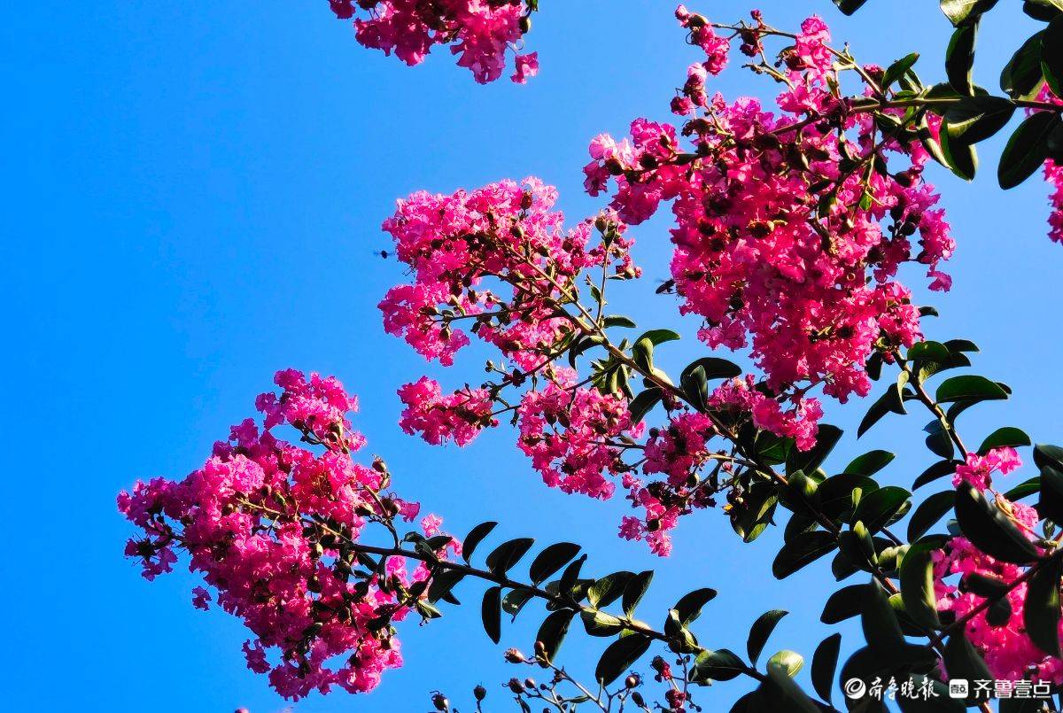 百日红花红百日,繁花满树缀枝头