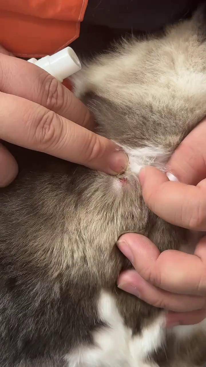 给猫猫吃氨苄片新手养猫 猫脓皮症 猫皮肤病 猫