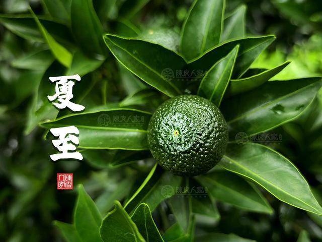 夏至习俗与养生之道，清补在盛夏如何巧妙滋