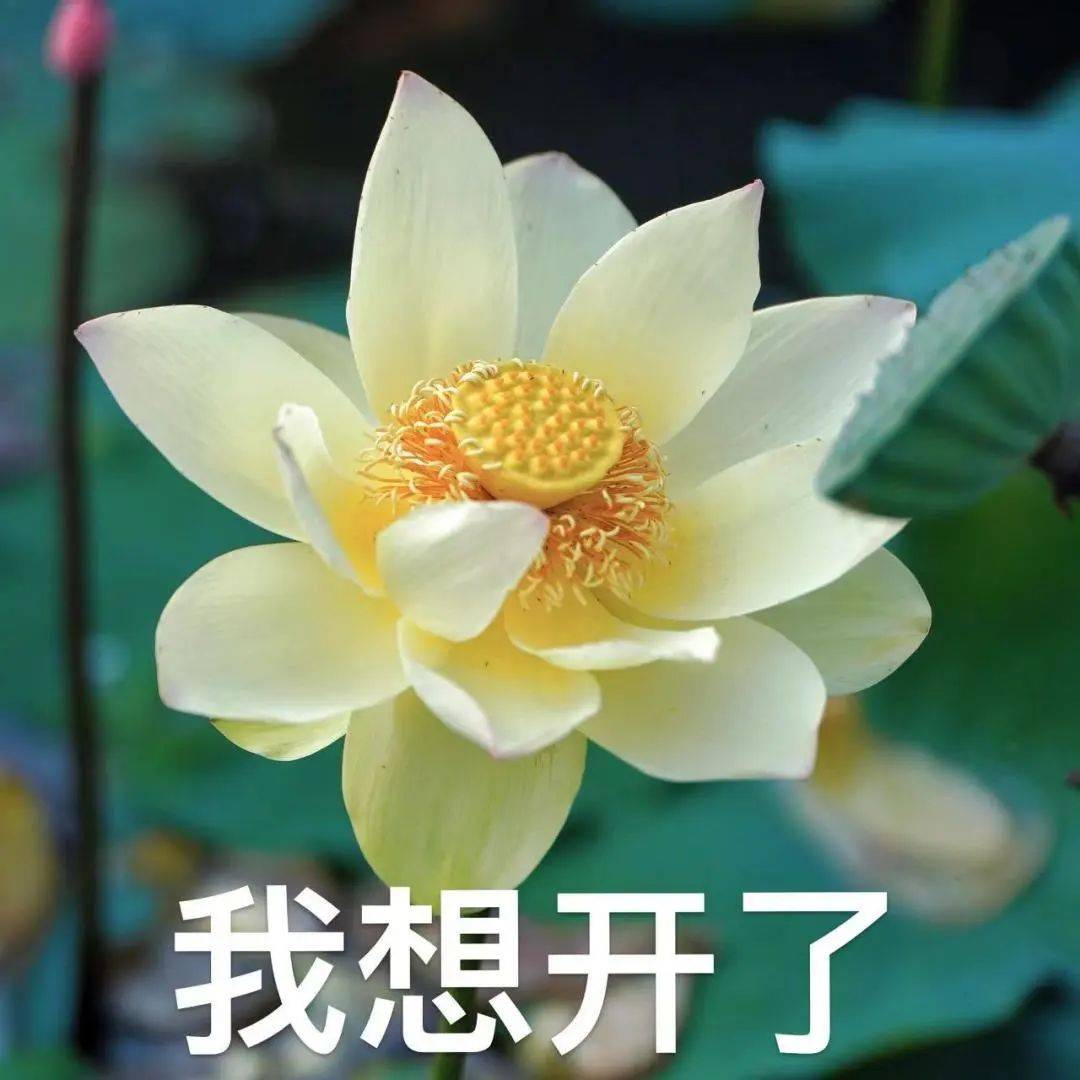 衢州2025年版好运莲莲头像表情包# 你们的荷花头像上新啦# 亲爱的长辈