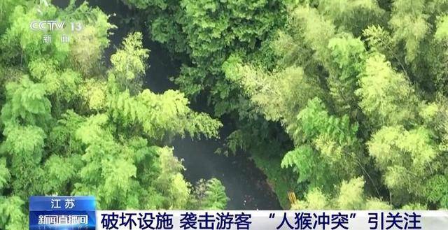 江苏茅山景区月均花6万治理猴患，人猴冲突
