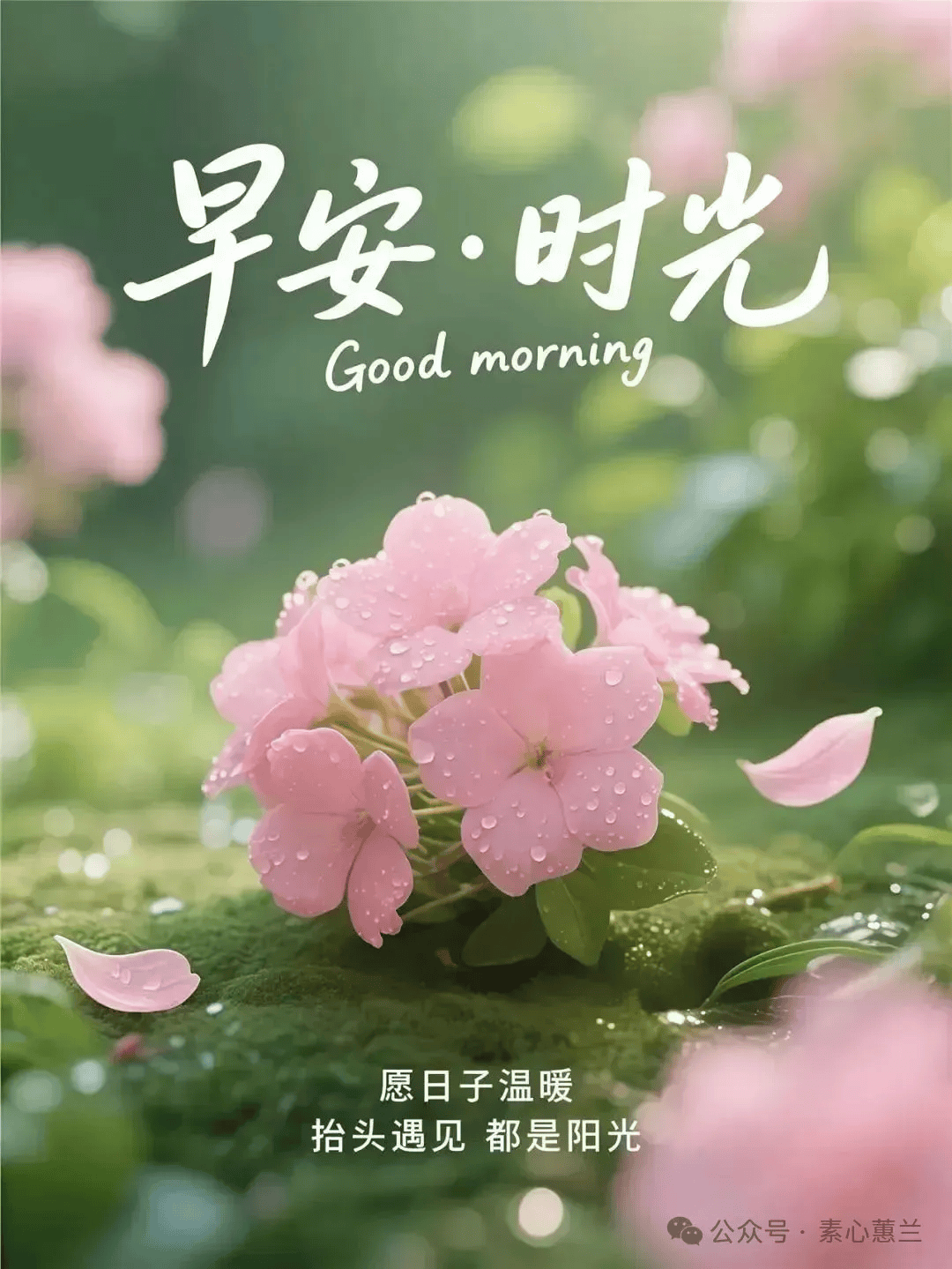 早安唯美图片早上好温馨祝福,愿你每一天,都有小确幸相伴!