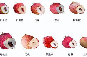 今年荔枝大丰收！10 种热门荔枝口感大PK，一篇说清_果实_品种_果皮