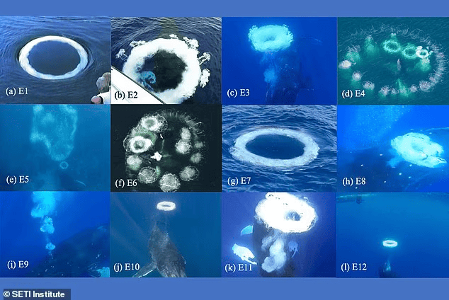 海面神秘圆圈竟是鲸鱼吐泡泡打招呼？研究：有助于搜寻外星智慧