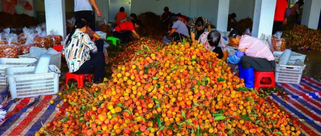甜到爆!信宜丁堡5000亩荔枝开始采摘啦!_种植_丁堡镇_品种