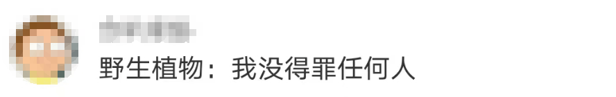 696969大但人文艺术价值:大片连根铲除！深圳一公园“火速响应”引质疑，网友为它喊冤