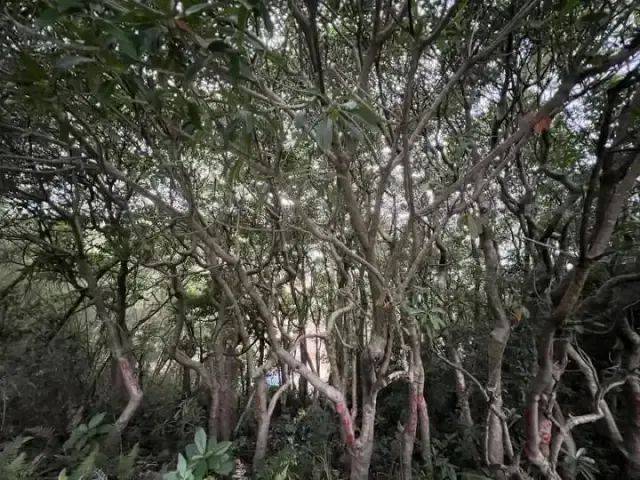 696969大但人文艺术价值:大片连根铲除！深圳一公园“火速响应”引质疑，网友为它喊冤