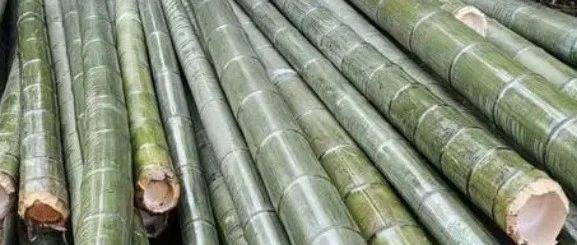 中国人对竹子的喜爱,跨越千年_生活_寓意_艺术