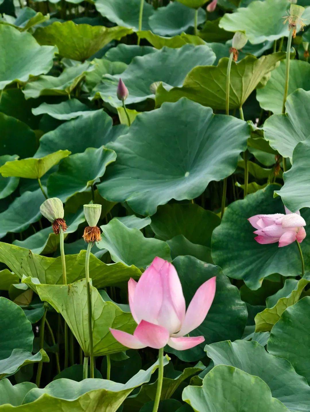 荷花_古村_荷塘