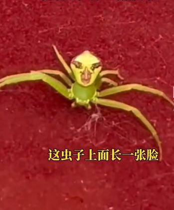 辽宁一女子在车上发现“人脸蜘蛛”，眼影口红都有，网友：你不要过来呀！